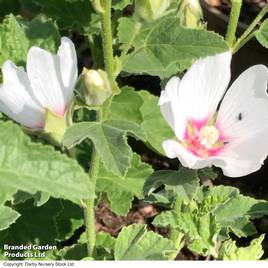 Lavatera x clementii Mary Hope
