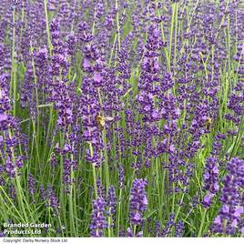 Lavender Miss Katherine