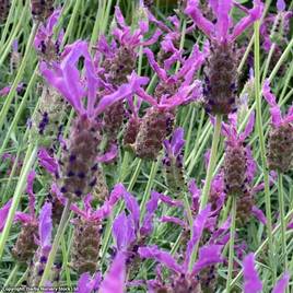 Lavender Purple Panache