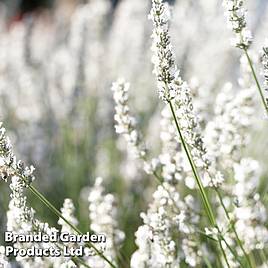Lavender angustifolia Arctic Snow