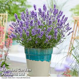 Lavender BeeZee® Light Blue