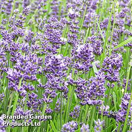 Lavender Angustifolia Essence Purple