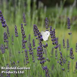 Lavender Grosso