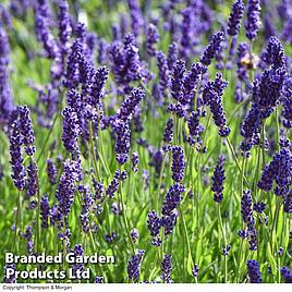 Lavender Havana