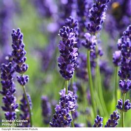 Lavender Havana