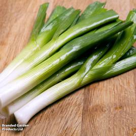 Leek Carentan 2 - Organic Seeds