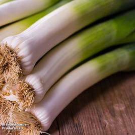 Leek Jolant - Seeds