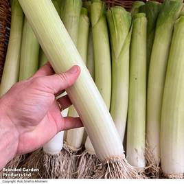 Leek Kicker F1 - Seeds