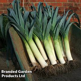 Leek Lancaster F1 - Seeds