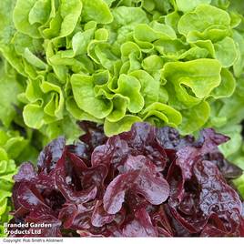 Lettuce Double Oak (Oak Leaf) - Seeds