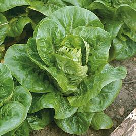 Lettuce Little Gem (Cos)