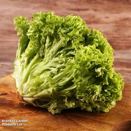 Lettuce Lollo Bionda - Seeds
