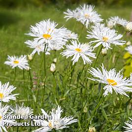 Leucanthemum Crazy Daisy