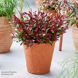 Leucothoe axillaris Little Flames