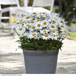 Shasta Daisy Madonna