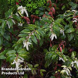 Leucothoe fontanesiana Rainbow