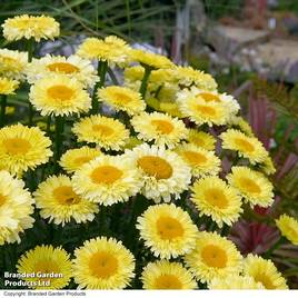 Leucanthemum Real Gold Cup