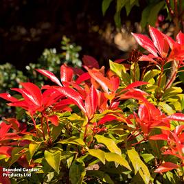 Leucothoe Scarletta