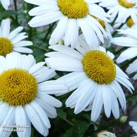 Leucanthemum x maximum Snow Lady