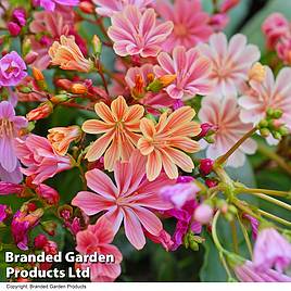 Lewisia cotyledon Elise Mixed