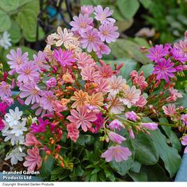 Lewisia cotyledon Elise Mixed - Seeds