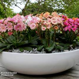 Lewisia cotyledon Mountain Dreams