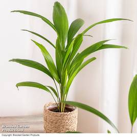 Licuala grandis