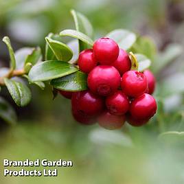 Lingonberry Ida