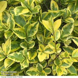 Golden Privet (Hedging)
