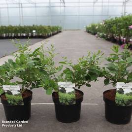 Ligustrum obtusifolium Massif