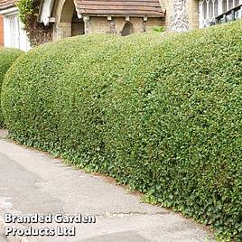 Ligustrum ovalifolium (Hedging)