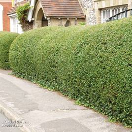 Ligustrum ovalifolium (Hedging)