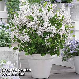 Lilac Dwarf Flowerfesta® White