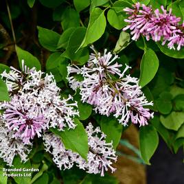 Lilac Miss Kim