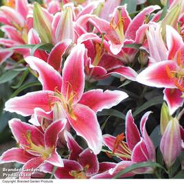 Lily Dazzler (Ground Cover)