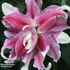 Lily Distant Drum