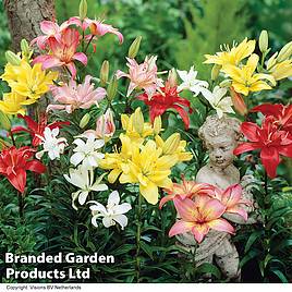 Nurserymans Choice Lily Bulbs