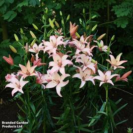 Lily Easy Waltz (Pollen Free)