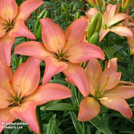 Lily Easy Whisper (Pollen Free)