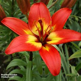 Lily Forever Linda