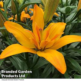 Lily (Pollen Free) Gold Twin