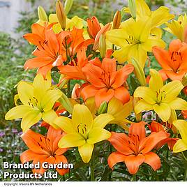 Lily Orange and Lemons Giant LA Mix