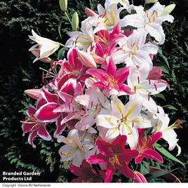 Suttons Lily Oriental Giant Collection