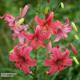 Lily Pink Flight