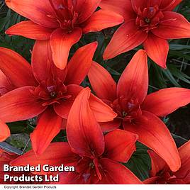 Lily (Pollen Free) Red Twin