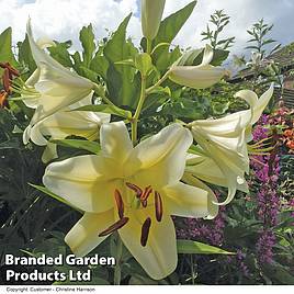 Tree Lily Yellow Rocket