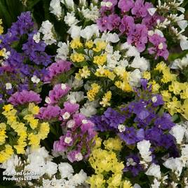 Limonium Hipster