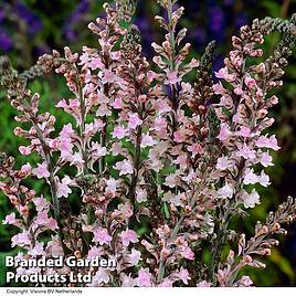 Linaria purpurea Canon Went