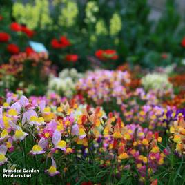 Linaria maroccana Sweeties