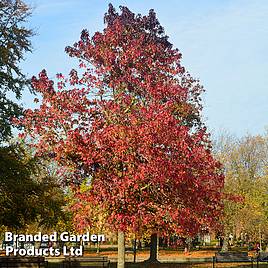 Liquidambar styraciflua Worplesdon